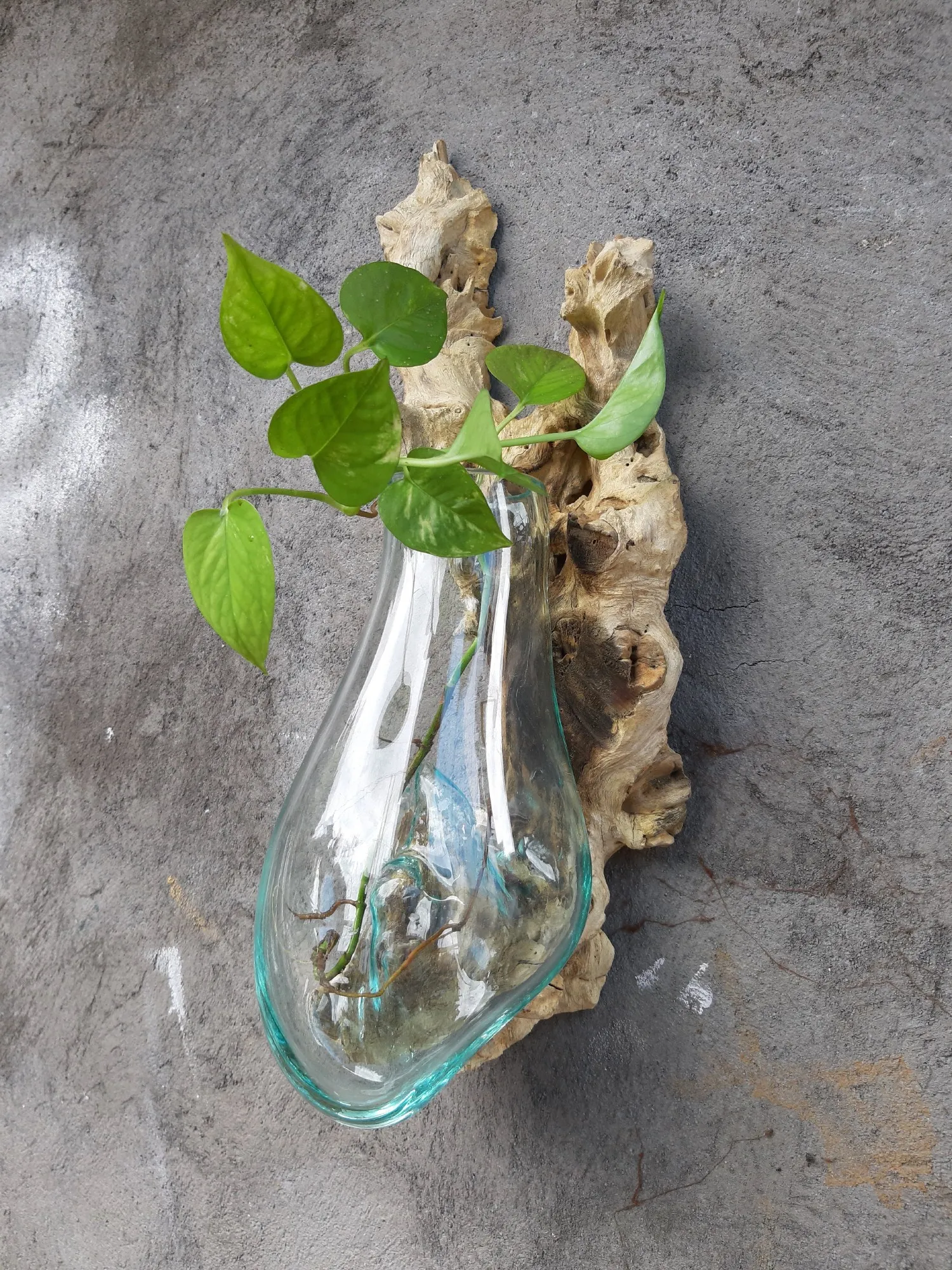 Wurzelholz-Glasvase Wandaufhängung, Größe 'S', B 14-18 cm, H 35-47 cm, T 10-13 cm