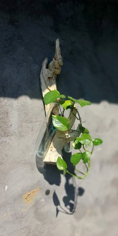 Wurzelholz-Glasvase Wandaufhängung, Größe 'M', B 12-15 cm, H 37-50 cm, T 20-22 cm